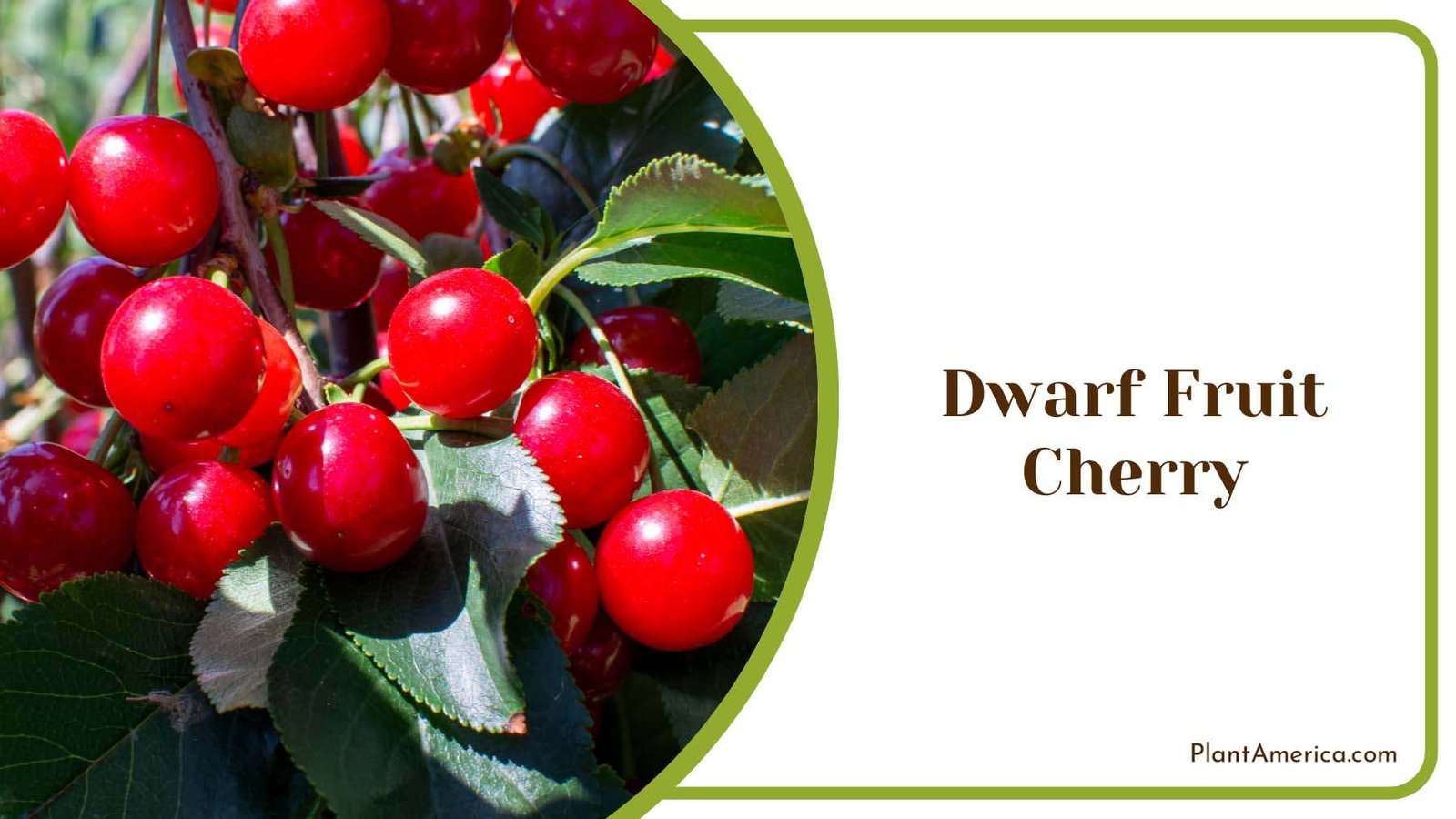 Dwarf Fruit Red Cherry Plant America