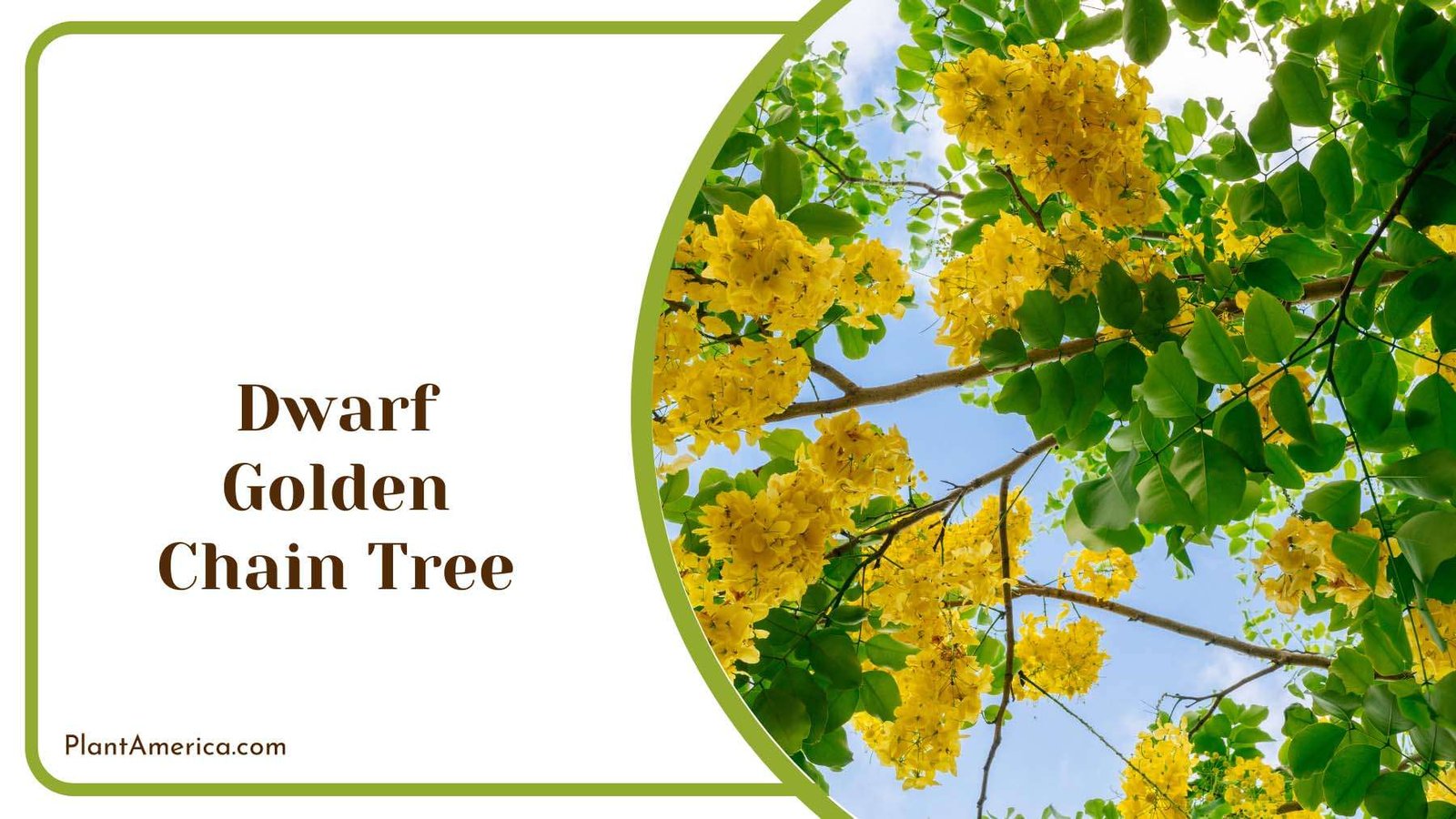 Dwarf Golden Chain Tree Plant America