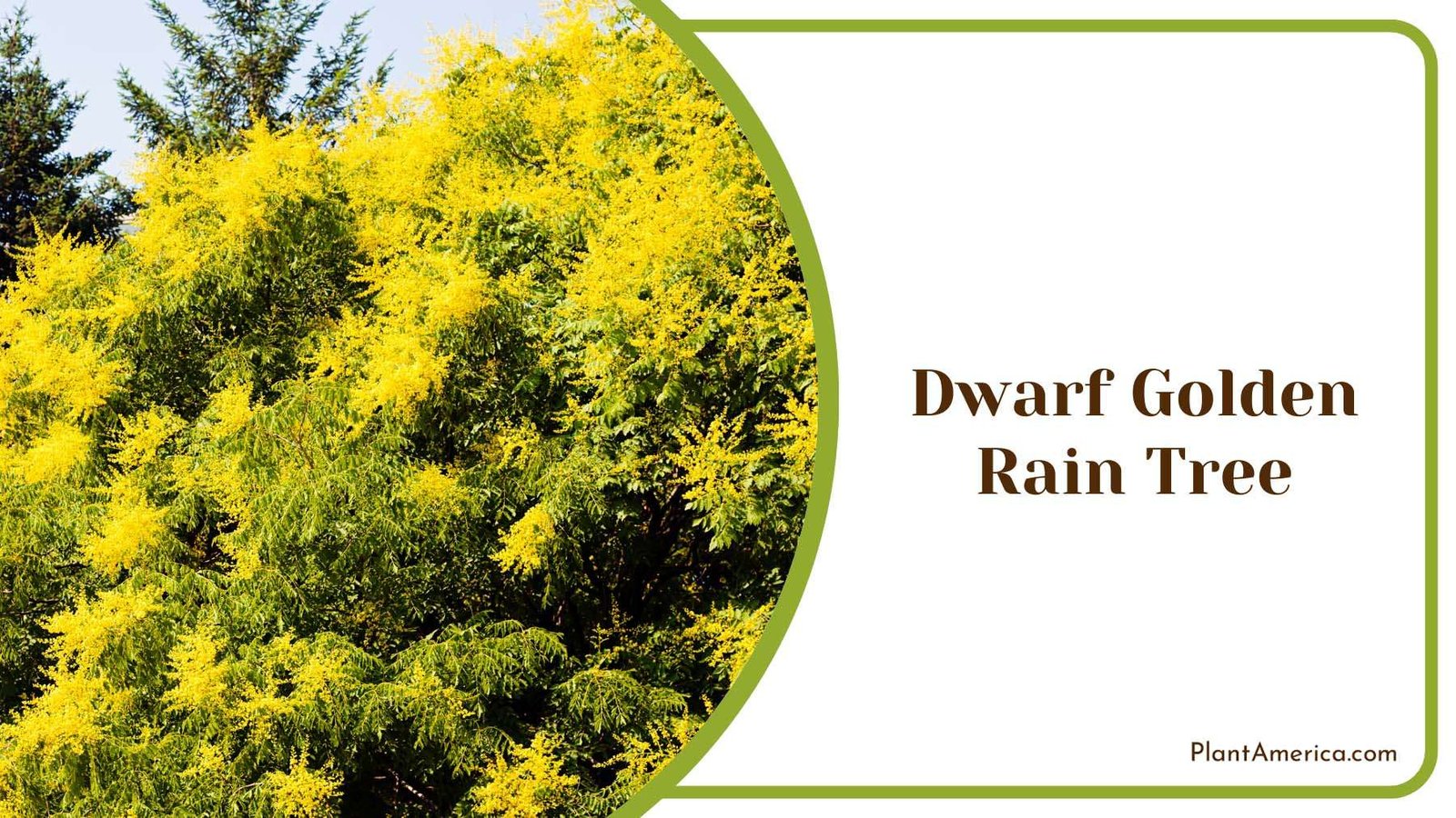 Dwarf Golden Rain Tree Plant America