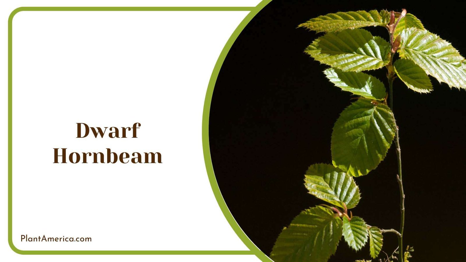 Dwarf Hornbeam Leaves Plant America