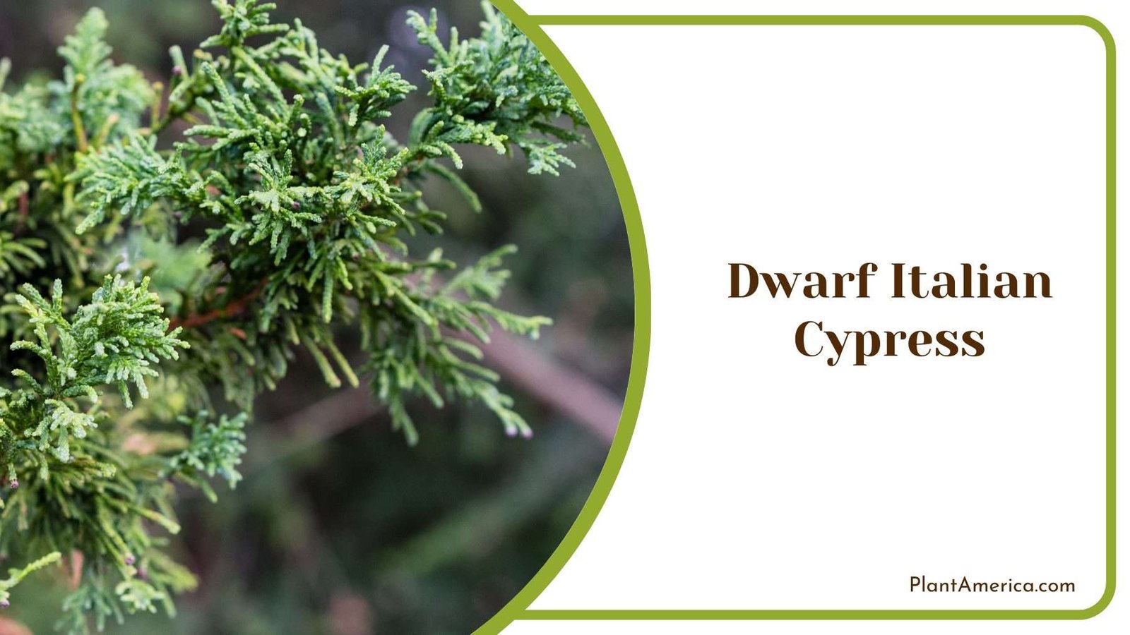 Dwarf Italian Cypress Plant America Dwarf Italian Cypress Plant America