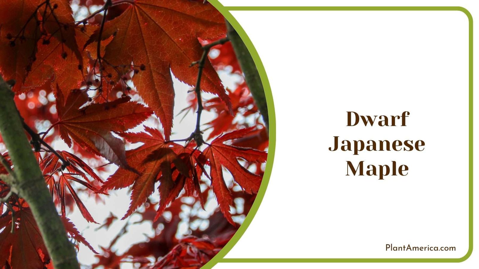 Dwarf Japanese Maple Plant America 1 Dwarf Japanese Maple Plant America 1