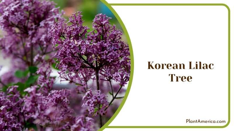 Dwarf Korean Lilac Tree Plant America