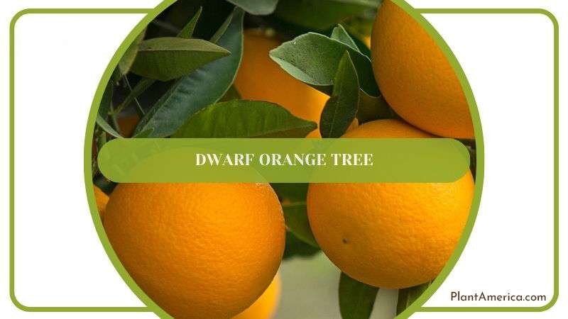 Dwarf Orange Tree