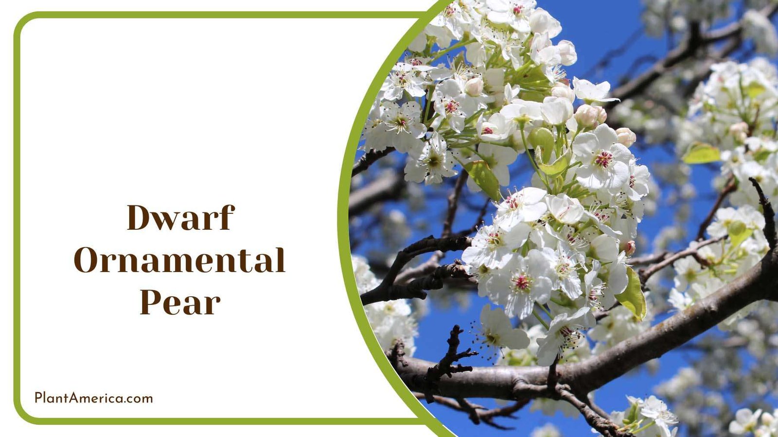 Dwarf Ornamental Pear Plant America