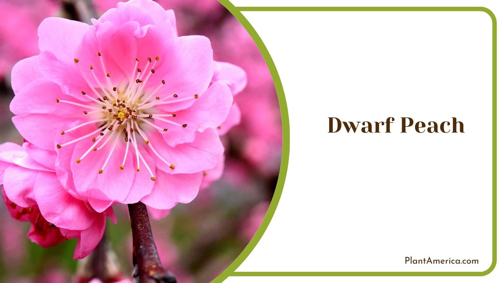 Dwarf Peach Plant America Dwarf Peach Plant America