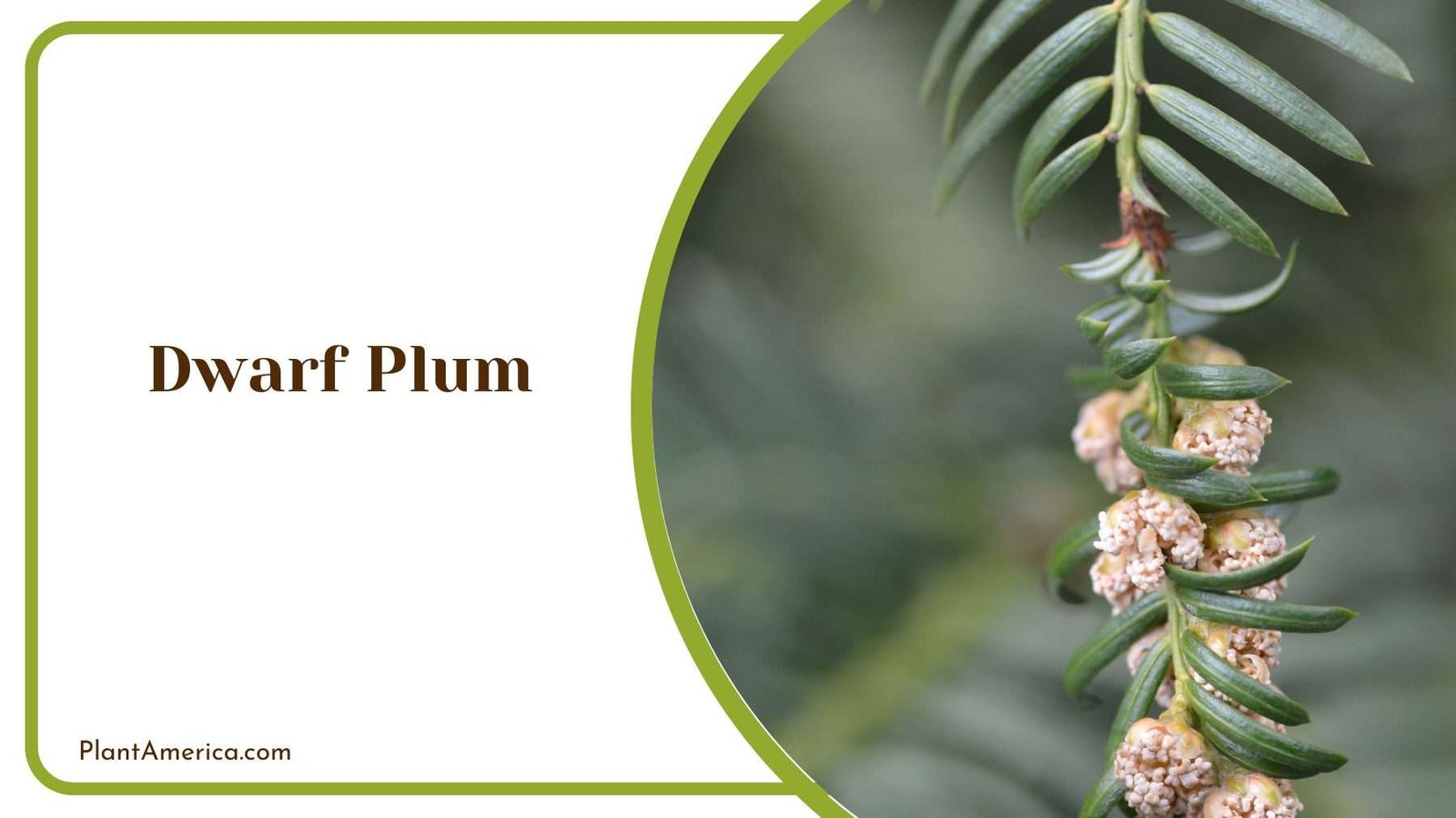 Dwarf Plum Plant America Dwarf Plum Plant America