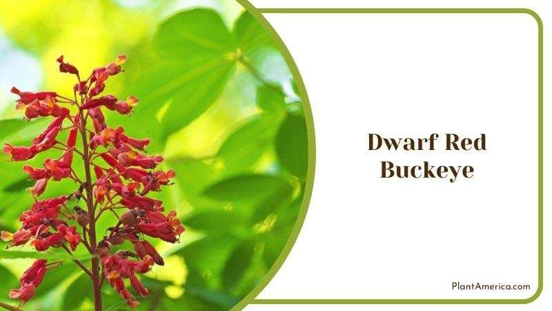 Dwarf Red Buckeye Plant Plant America Dwarf Red Buckeye Plant Plant America