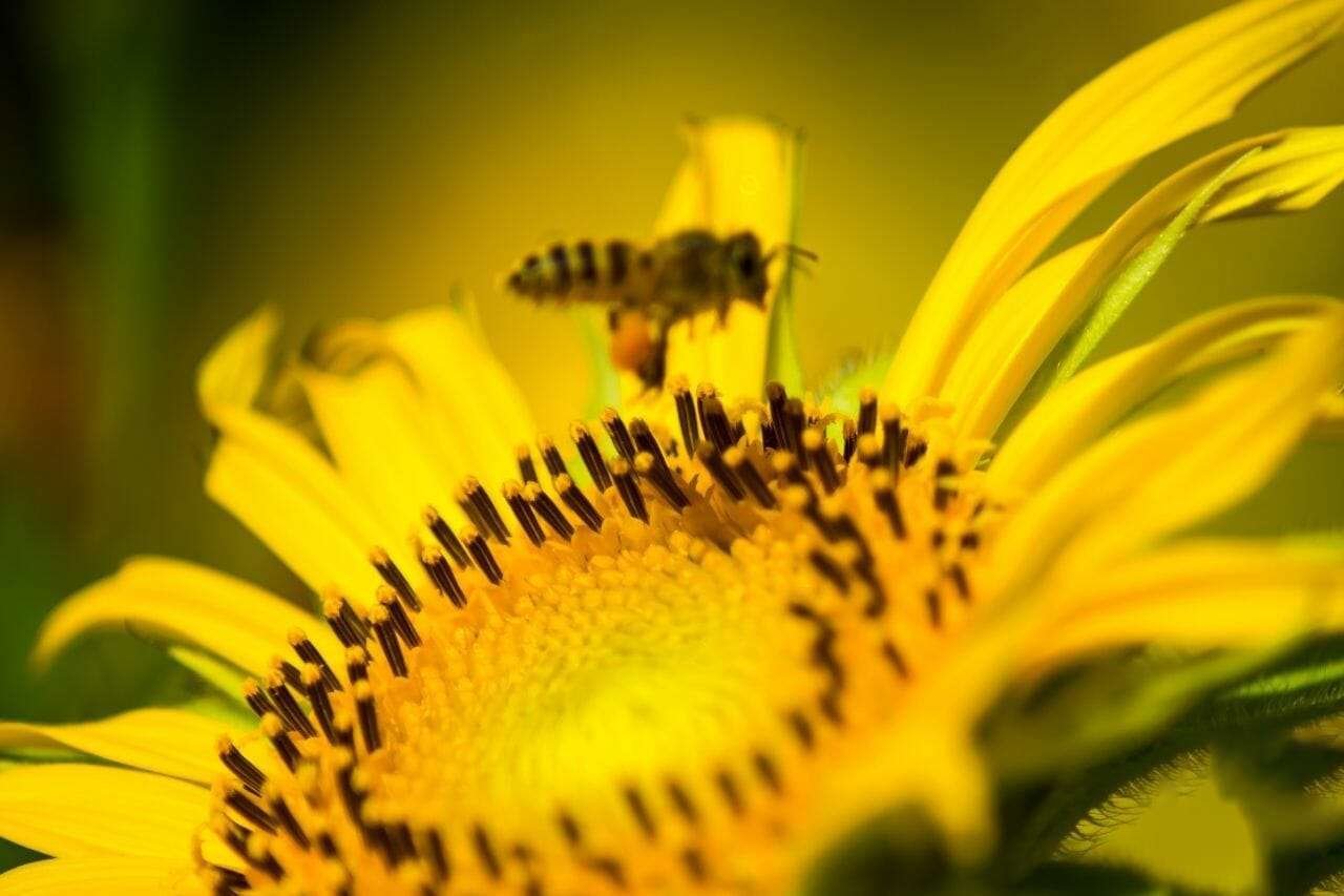 Dwarf Sunflower with Bee Plant America Dwarf Sunflower with Bee Plant America