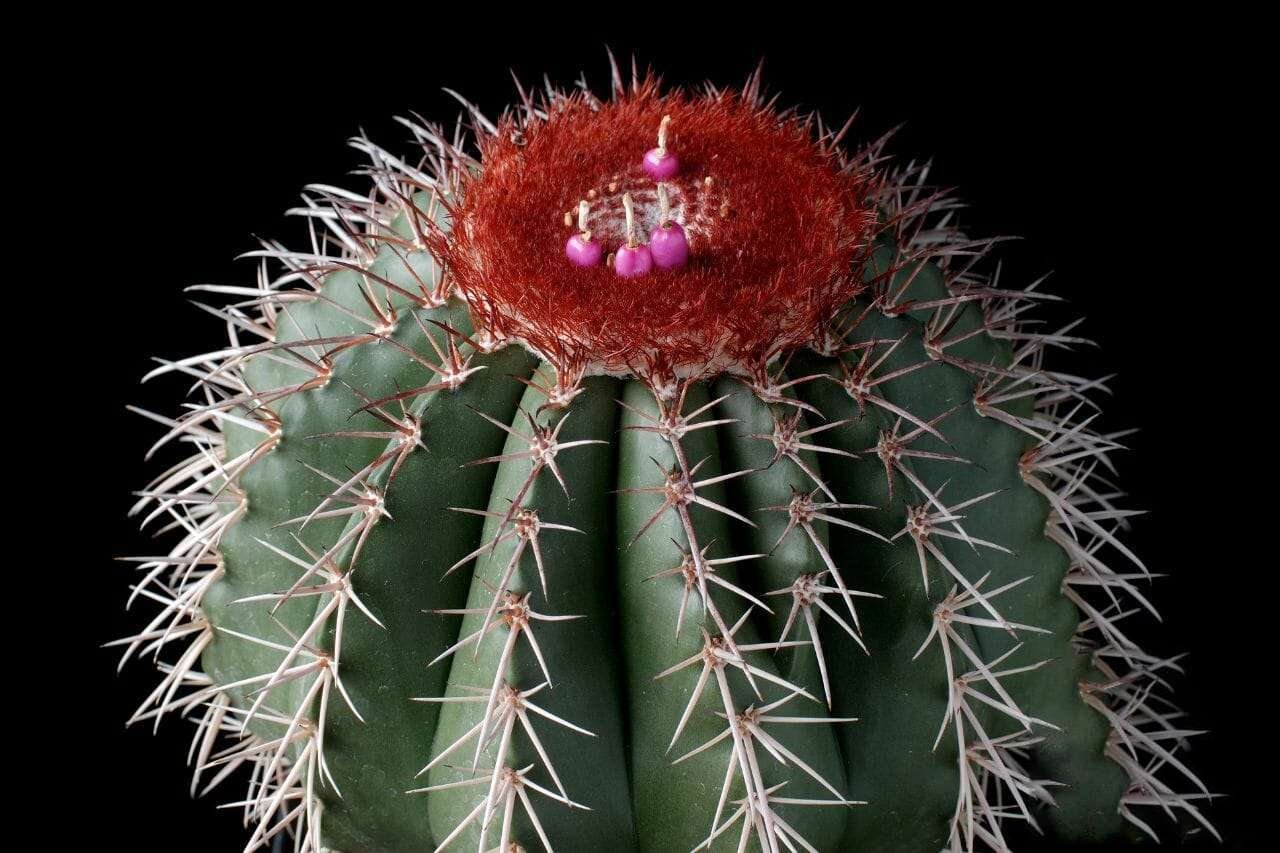 Dwarf Turks Cap Cactus Plant America Dwarf Turks Cap Cactus Plant America
