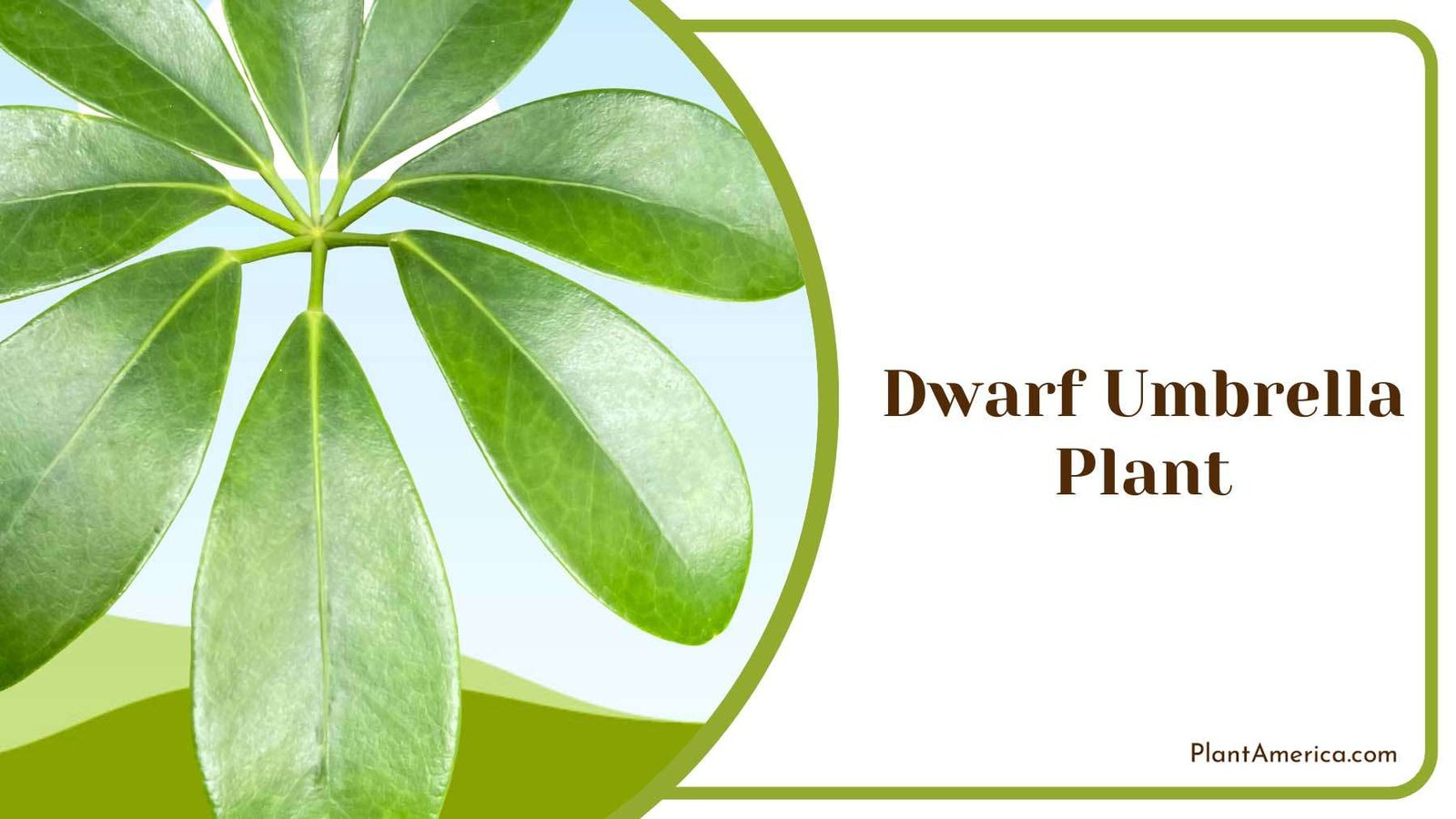 Dwarf Umbrella Plant Plant America