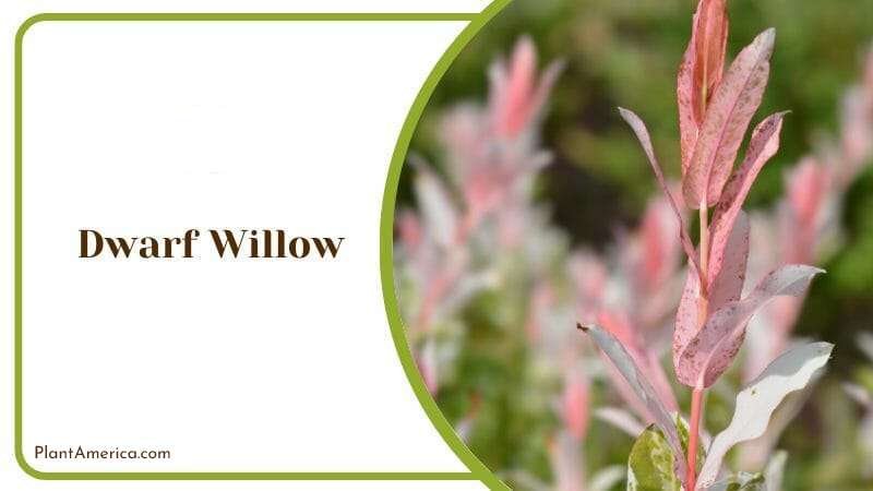 Dwarf Willow PlantAmerica