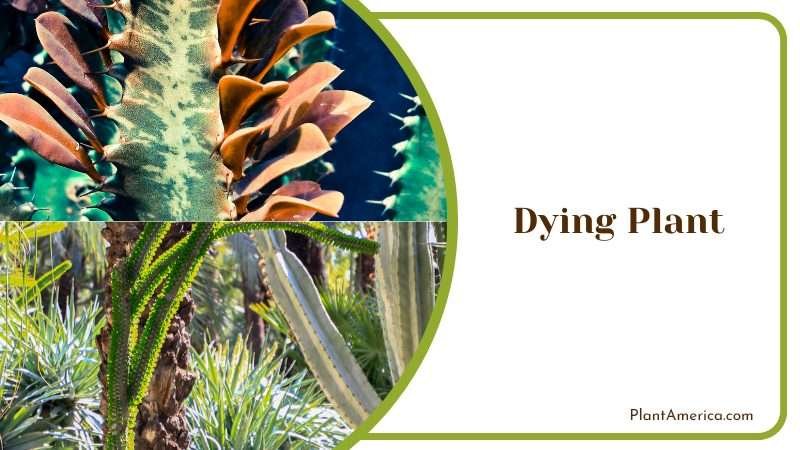 Dying Euphorbia Trigona Plant America