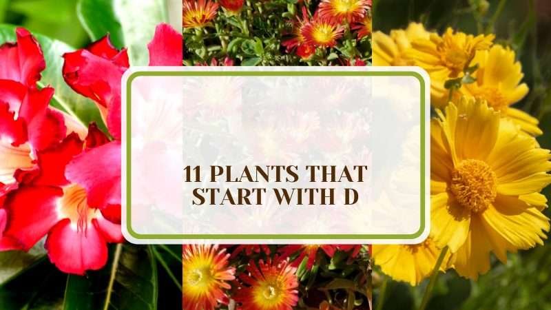 Dynamic List of Plants That Start with D Plant America 11 Plants That Start With D: A Delightful and Dynamic List