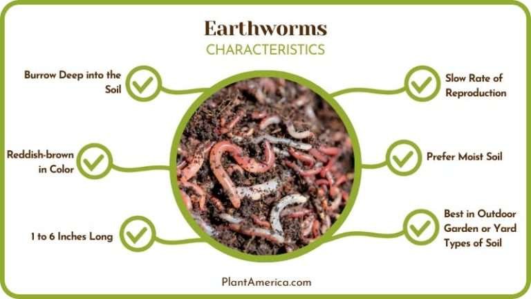 Compost Worms vs Earthworms: Which One Is Better For Your Pile - Plant ...