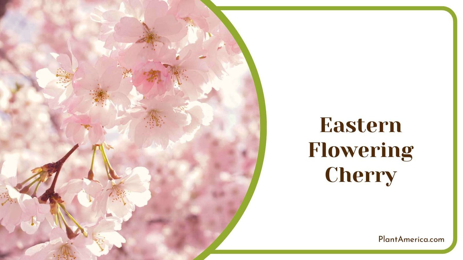 Eastern Flowering Cherry Plant America