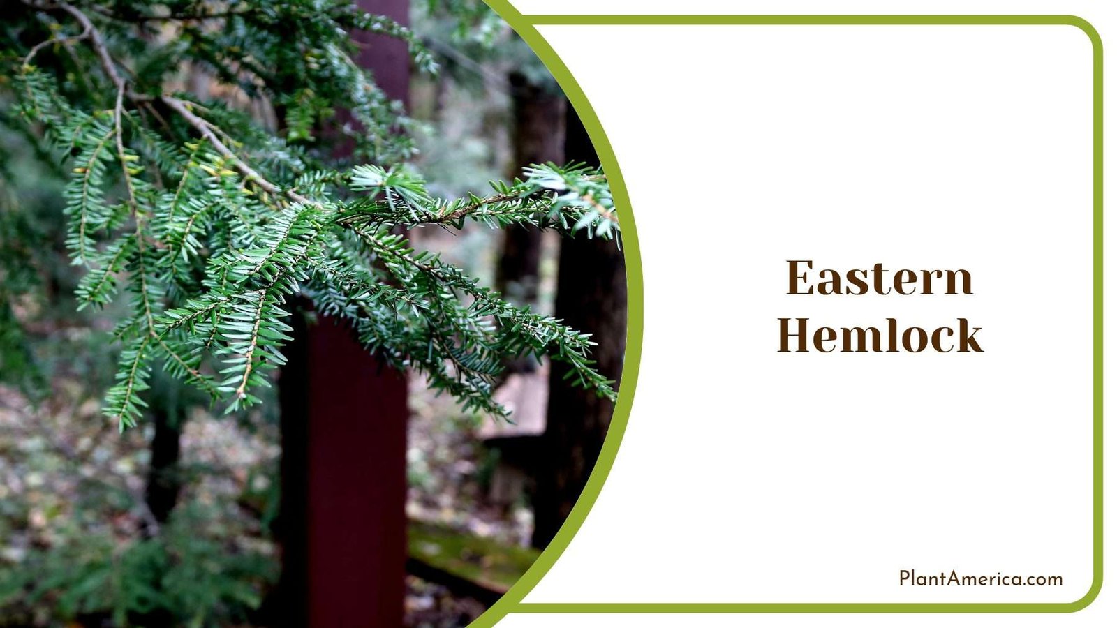 Eastern Hemlock Tree Plant America