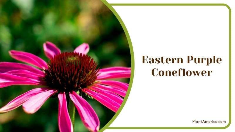 Eastern Purple Coneflower Blooms Plant America Eastern Purple Coneflower Blooms Plant America