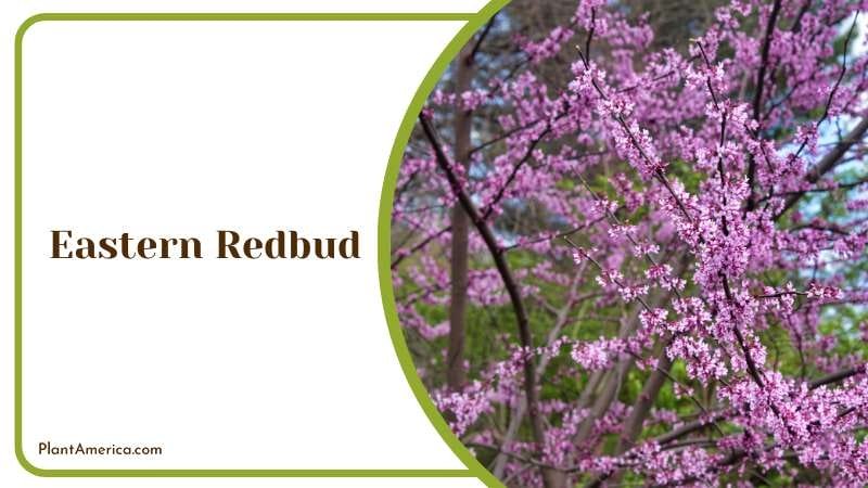 Eastern Redbud Blossoms Plant America