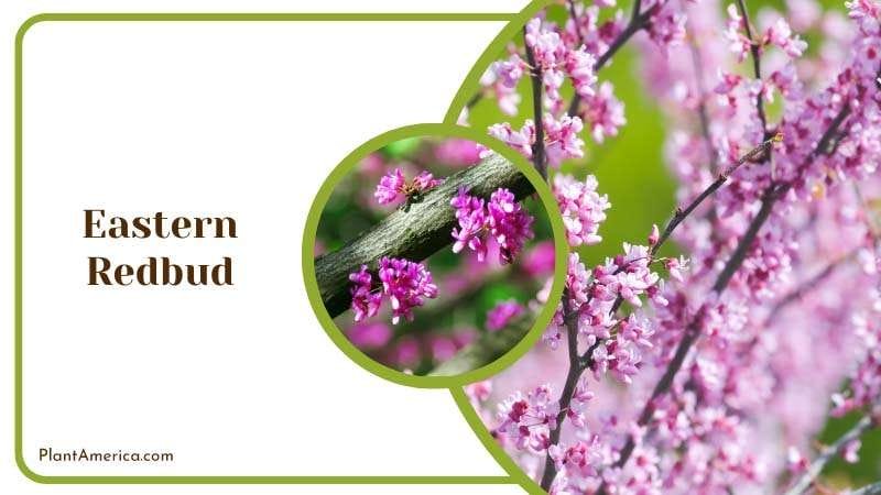 Eastern Redbud Tree Blooming in Garden Plant Americaq Eastern Redbud Tree Blooming in Garden Plant Americaq