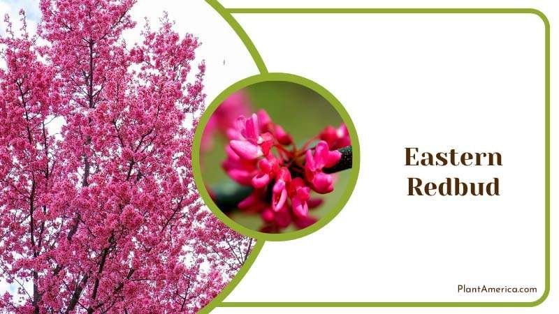 Eastern Redbud Tree Blossoms Plant America
