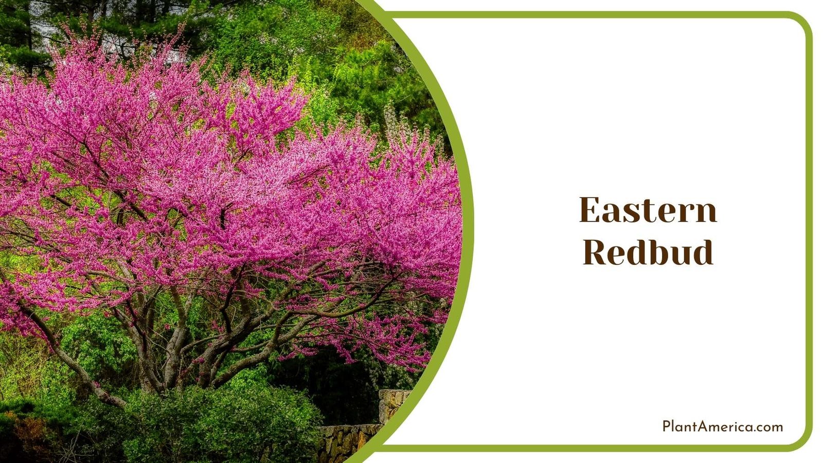 Eastern Redbud Tree Plant America