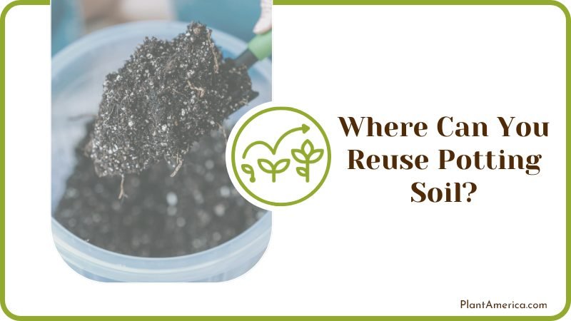 Easy Ways to Seal and Recycle Potting Soil for Later Use Plant America