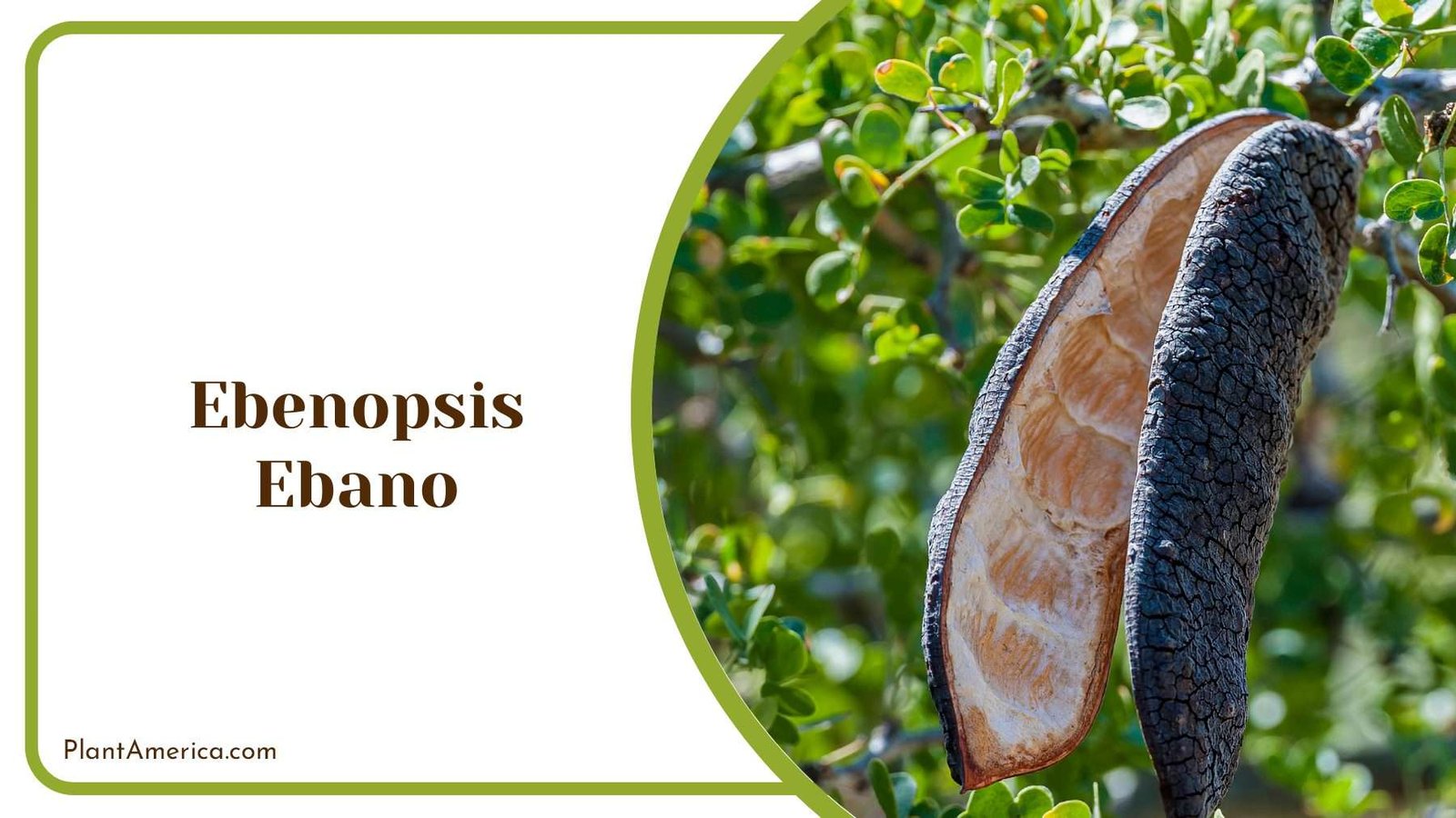 Ebenopsis Ebano Attractive Evergreen PlantAmerica