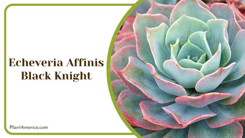 Echeveria Affinis Black Knight Plant America