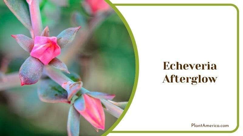 Echeveria Afterglow Plant America