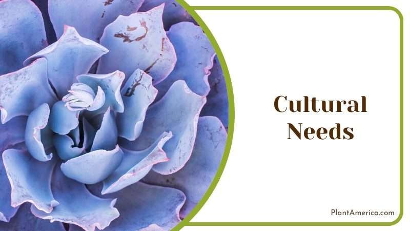 Echeveria Afterglow Succulent Plant Plant America