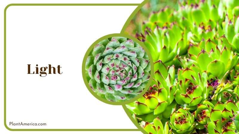 Echeveria Agavoides Prefer Full Sun Plant America