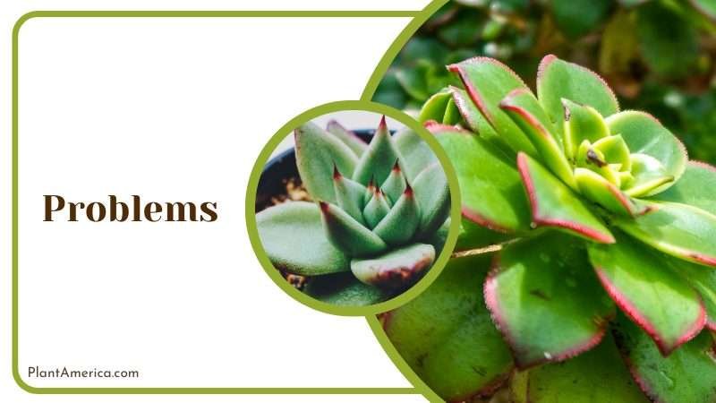 Echeveria Agavoides Succulents Disease Plant America