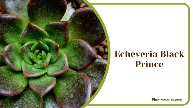 Echeveria Black Prince Plant America Echeveria Black Prince Plant America