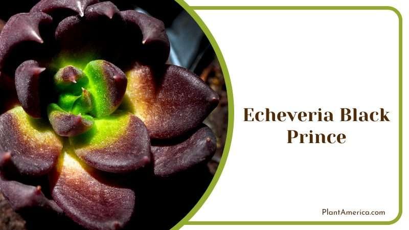 Echeveria Black Prince Plant Plant America