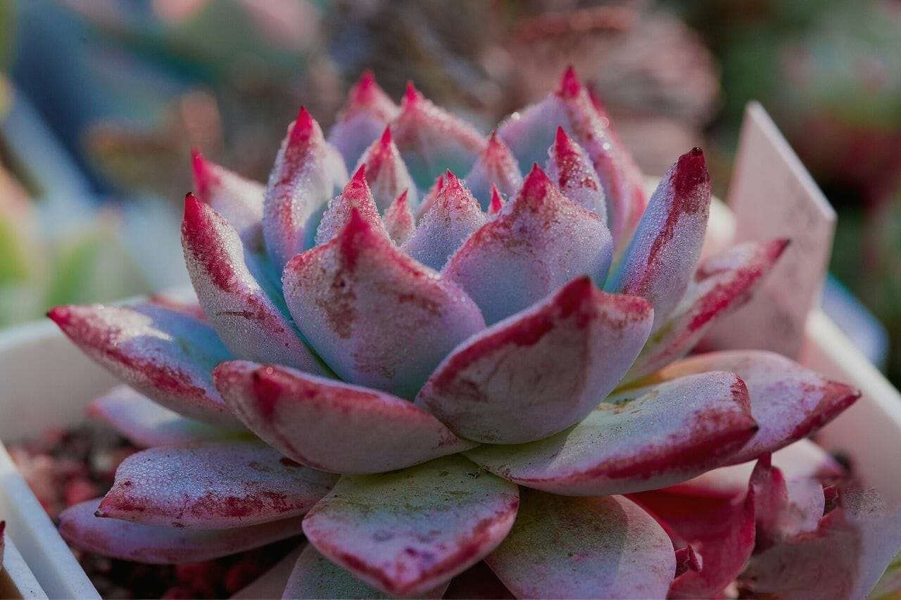 Echeveria Blue Bird Plant America