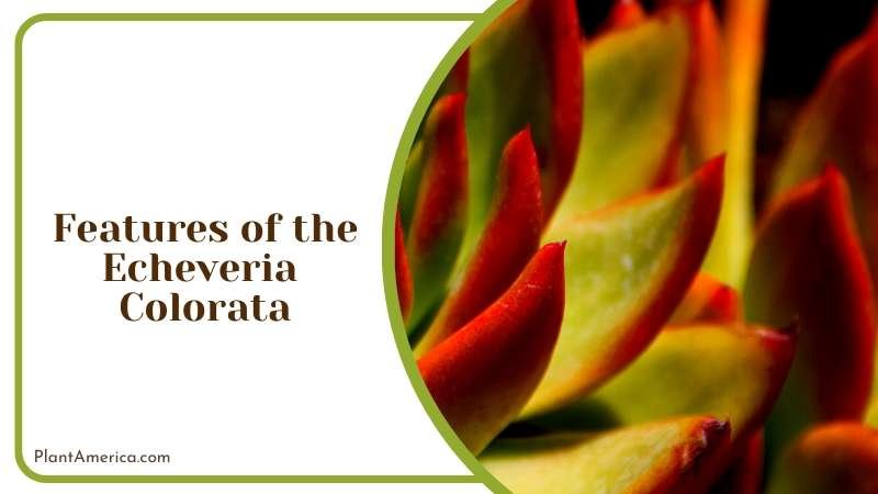 Echeveria Colorata or Mexican Giant Plant America