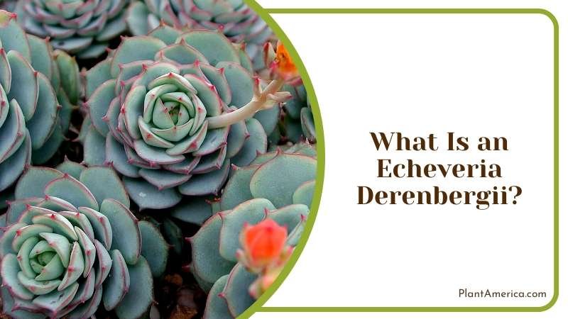 Echeveria Derenbergii Blooms Plant America