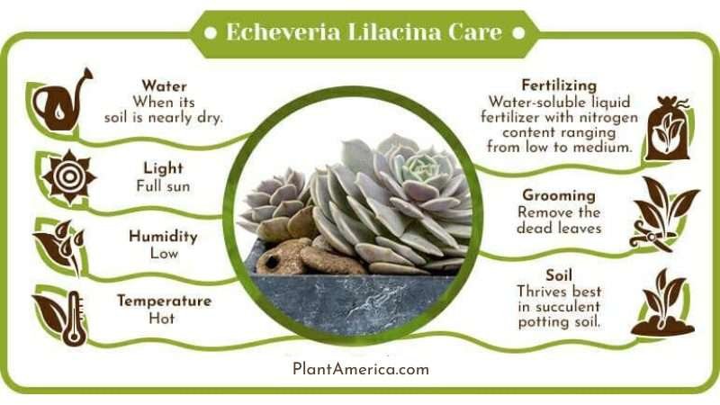 Echeveria Lilacina Care Infographic Plant America Echeveria Lilacina: Proper Care for Ghost Echeveria
