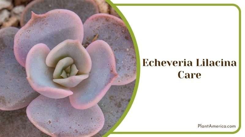 Echeveria Lilacina Care Plant America Echeveria Lilacina Care Plant America