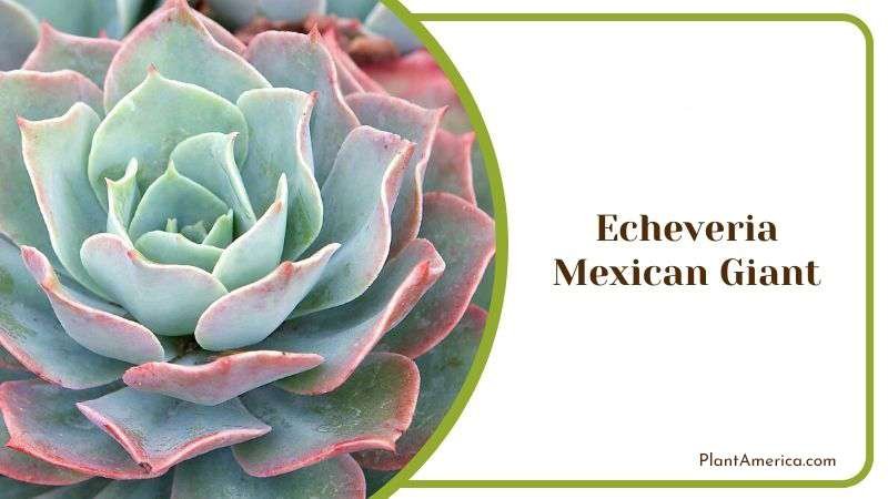 Echeveria Mexican Giant Plant America