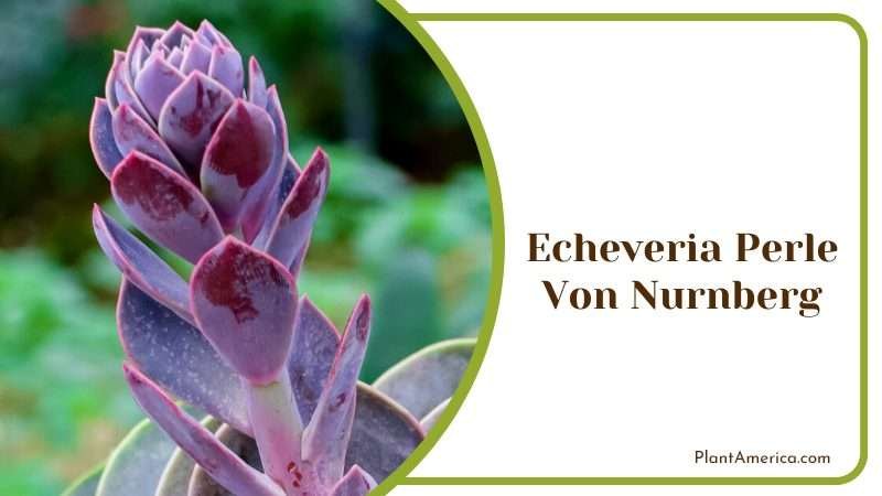 Echeveria Perle Von Nurnberg Plant America Echeveria Perle Von Nurnberg Plant America