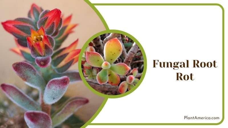 Echeveria Pulvinata ruby plant Plant America