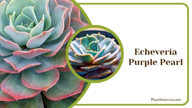 Echeveria Purple Pearl Succulent Plant America Echeveria Purple Pearl Succulent Plant America