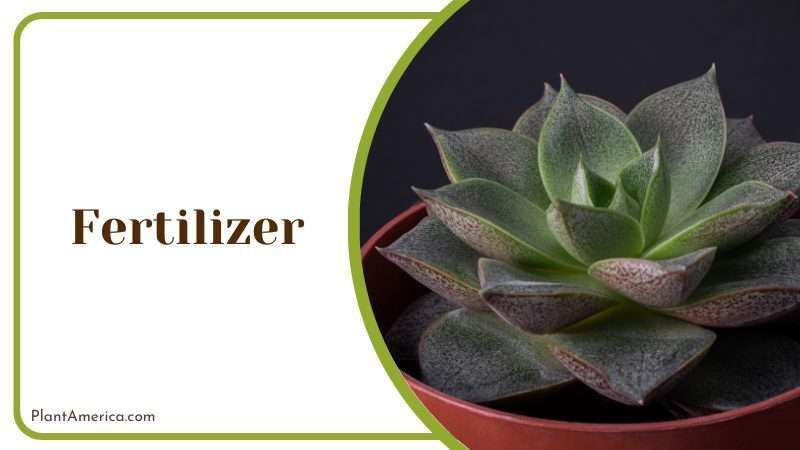 Echeveria Purpusorum without fertilizers Plant America