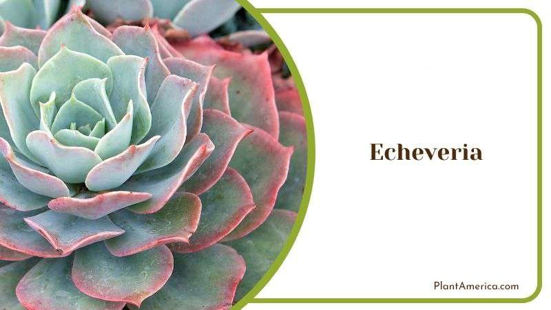 Echeveria Succulent House Plant Plant America