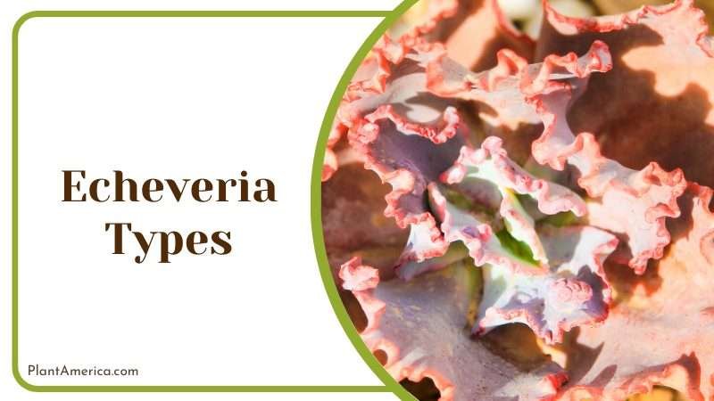 Echeveria gibbiflora flowers Plant America