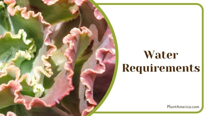 Echeveria gibbiflora in the garden Plant America