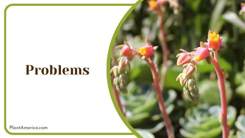 Echeveria nodulosa suffer infections and infestations Plant America Echeveria nodulosa suffer infections and infestations Plant America