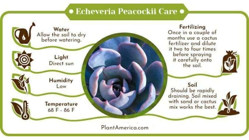 Echeveria peacockii care infographic Plant America Echeveria Peacockii: The Tiny Succulent With Long Flower Stalks